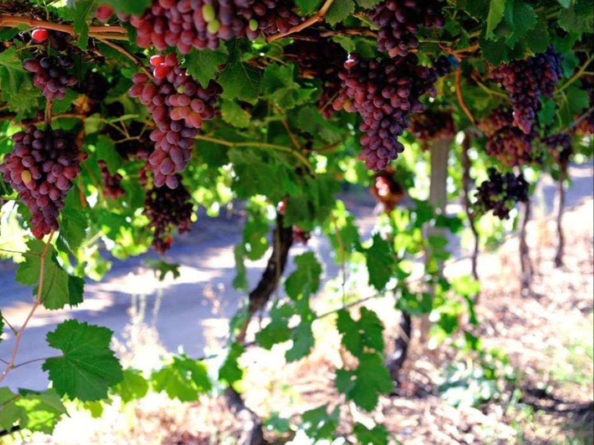 Mymering Wine & Guest Estate Ladismith Exterior foto